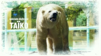 Album des ours polaires du zoo de la Flèche 