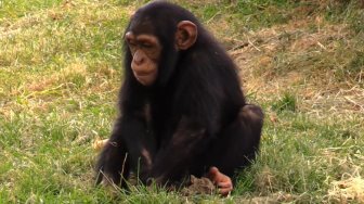 Les chimpanzés du ZooParc de Beauval