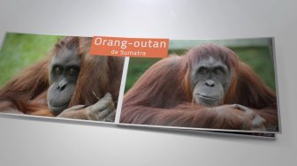 Les orangs-outans du zoo de La Boissière du Doré