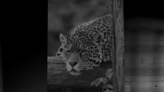 Les jaguars du parc des félins