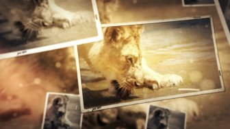 ZooParc de Beauval - Diaporama de photos de la terre des lions