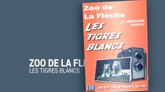 Ades et Rewa - Les tigres blancs du zoo de La Flèche