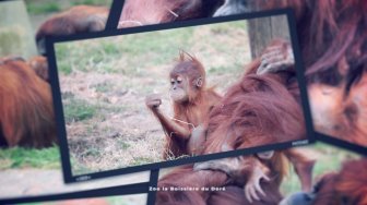 Zoo de La Boissière du Doré - Le studio photos des Orangs-outans