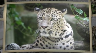 La panthère de Perse du ZooParc de Beauval