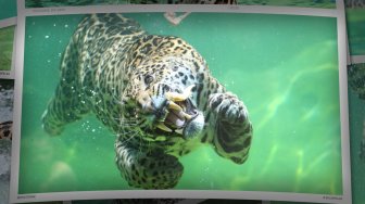 Jaguars - Zoo de Bordeaux-Pessac