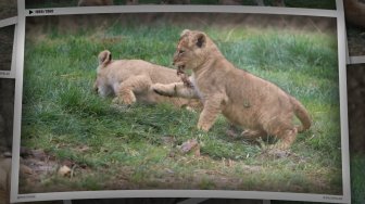 Les lionceaux de la terre des lions