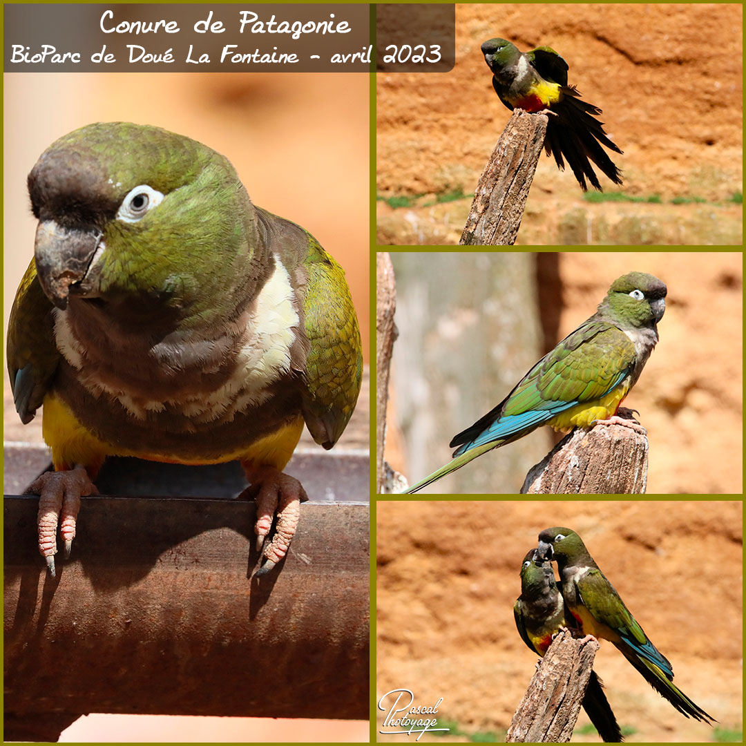 47708683_doue_la_fontaine_-_conure_de_patagonie_01_-_layout_67_1080x1080.jpg