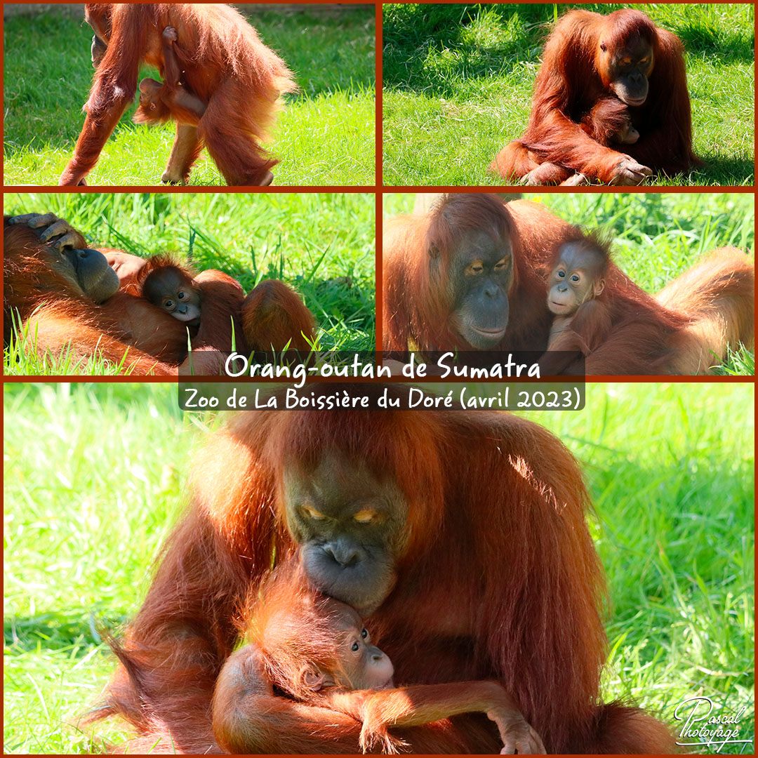 72240254_la_boissiere_du_dore_-_orang-outan_de_sumatra_01layout_55_1080x1080.jpg