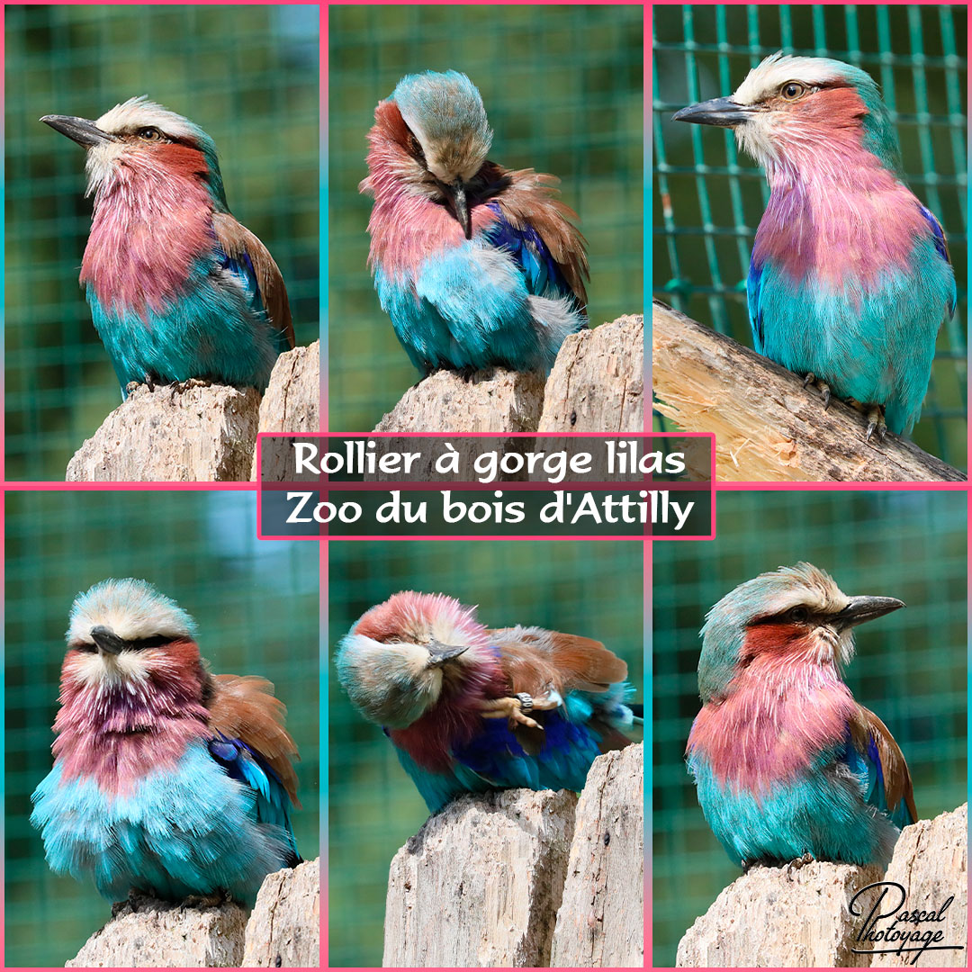 72790608_bois_d_attilly_-_rollier_a_gorge_lilas_-_layout_25_1080x1080.jpg