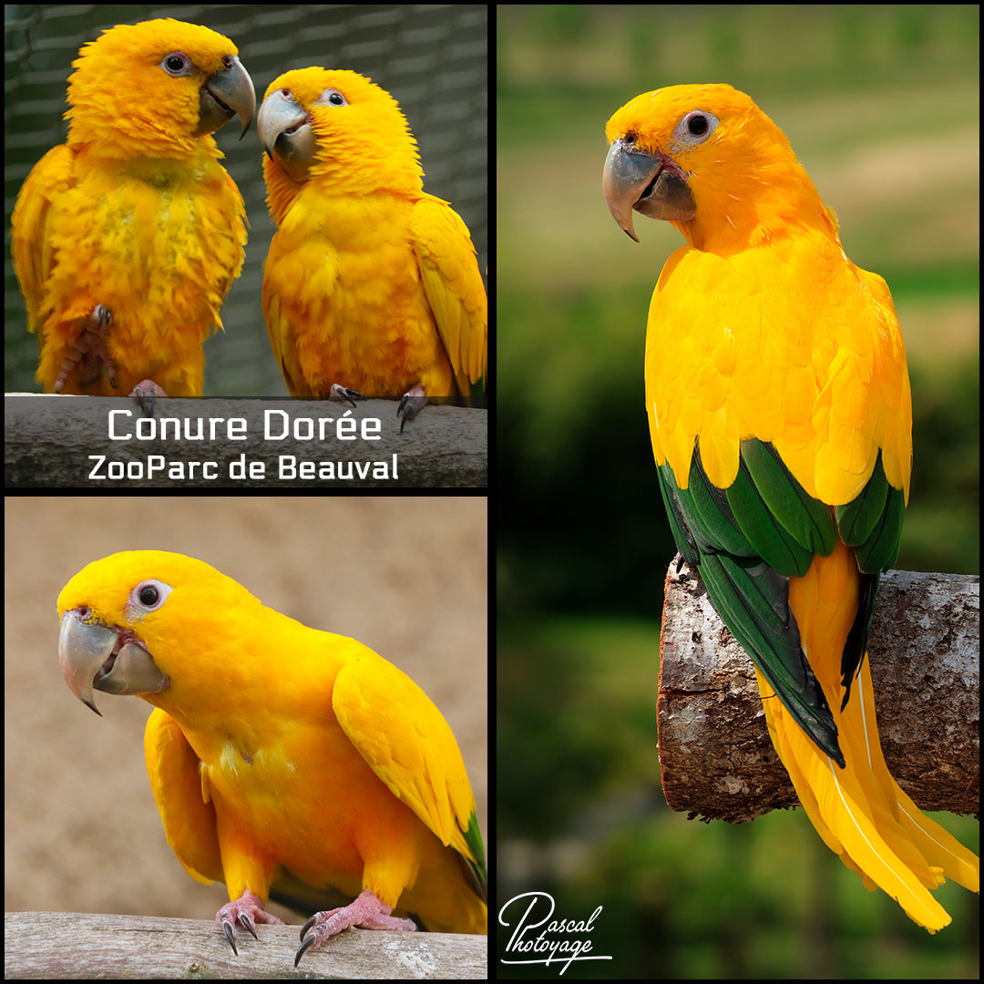 74287773_conure_doree_01_-_zooparc_de_beauval_-_layout_69_1080x1080.jpg