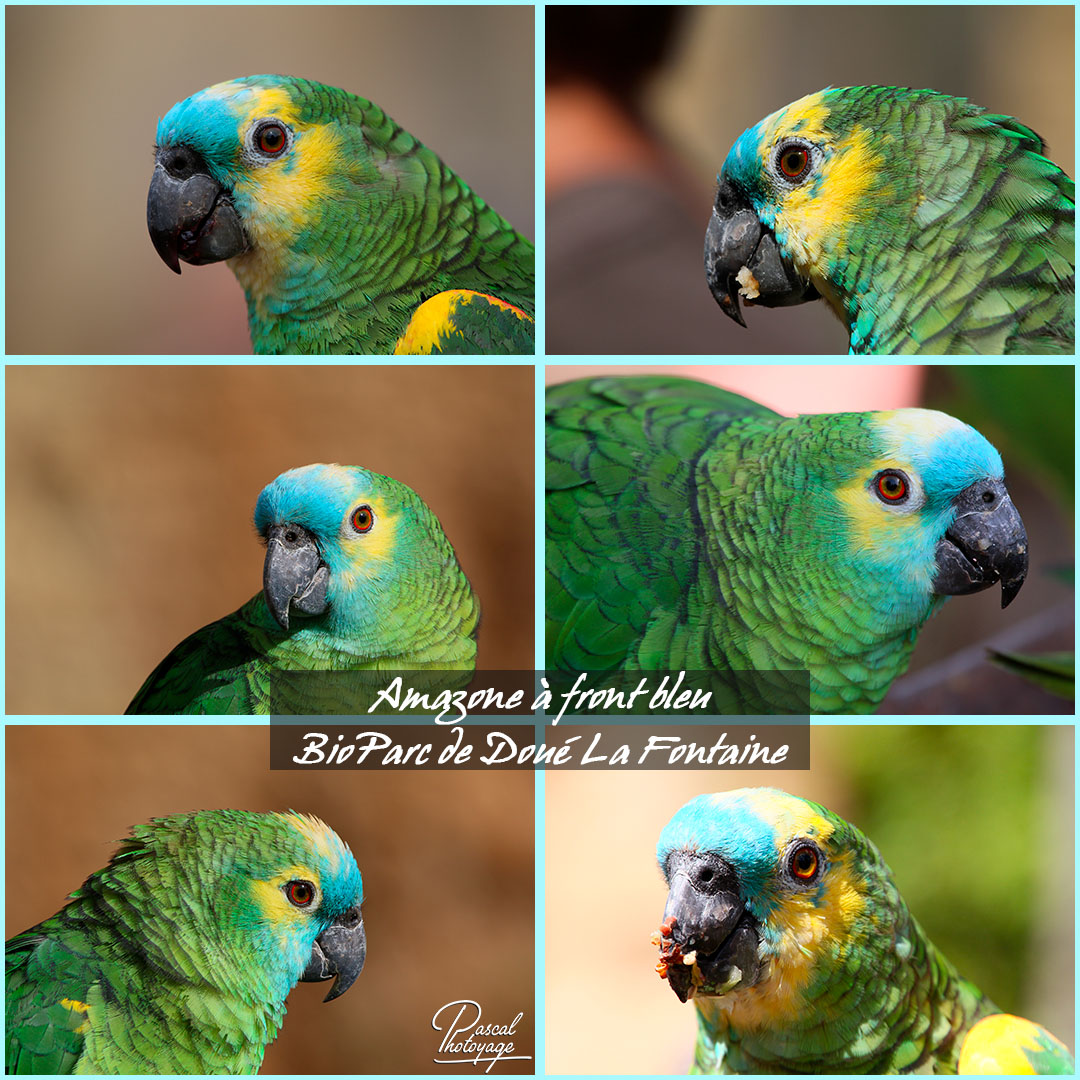 74701000_doue_la_fontaine_-_amazone_a_front_bleu_01_-_layout_71_1080x1080.jpg