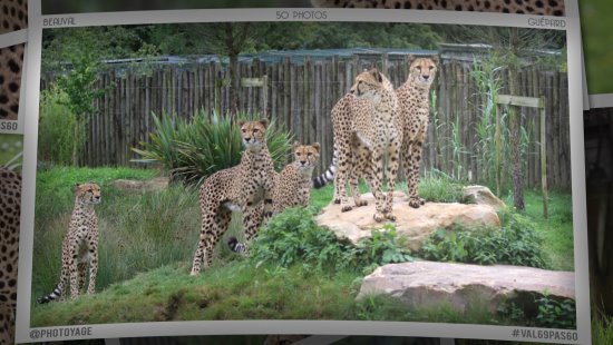 Les guépards du ZooParc de Beauval