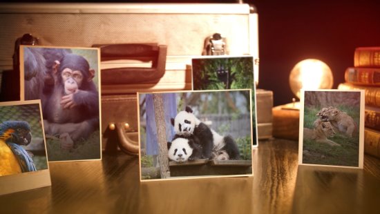 Le ZooParc de Beauval en photos argentiques