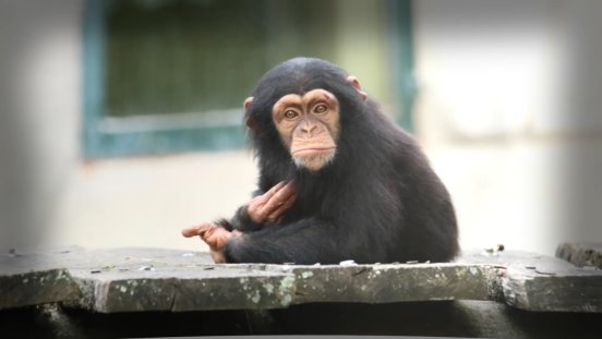 Album de 50 photos des chimpanzés