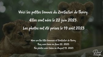 Les lionceaux du ZooSafari de Thoiry
