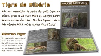 Les tigres de Sibérie du Parc des félins
