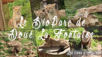 Les lions d'Afrique du BioParc de Doué La Fontaine