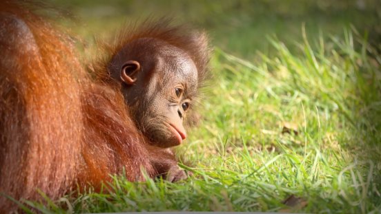 Le petit orang-outan de Bornéo né le 12 août 2023