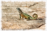 lezard_-_135_dap_fine_art_aquarell