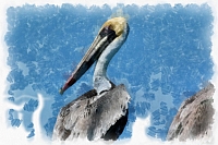 pelican_-_50_dap_fine_art_aquarell