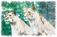 lion_-_169_dap_fine_art_aquarell