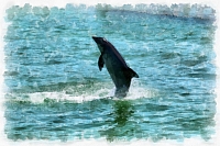 dauphins_-_714_dap_fine_art_aquarell