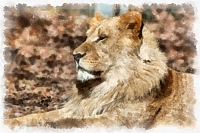 lion_-_007_dap_fine_art_aquarell