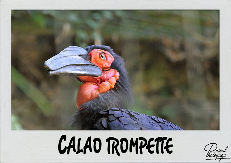 calao_trompette_polaroid_765x540px.jpg