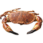 Crabes, Crevettes, Araignées de mer
