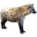 Les hyenides