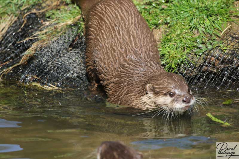 Loutre d'Asie