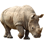 Les rhinocerotides