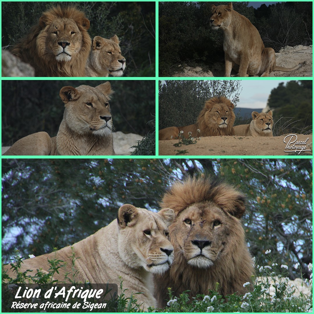 00473139_reserve_africaine_de_sigean_-_lion_d_afrique_01_-_layout_55_1080x1080.jpg