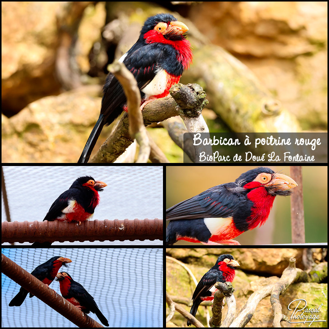 01387671_barbican_a_poitrine_rouge_01_-_bioparc_de_doue_la_fontaine_-_layout_56.jpg