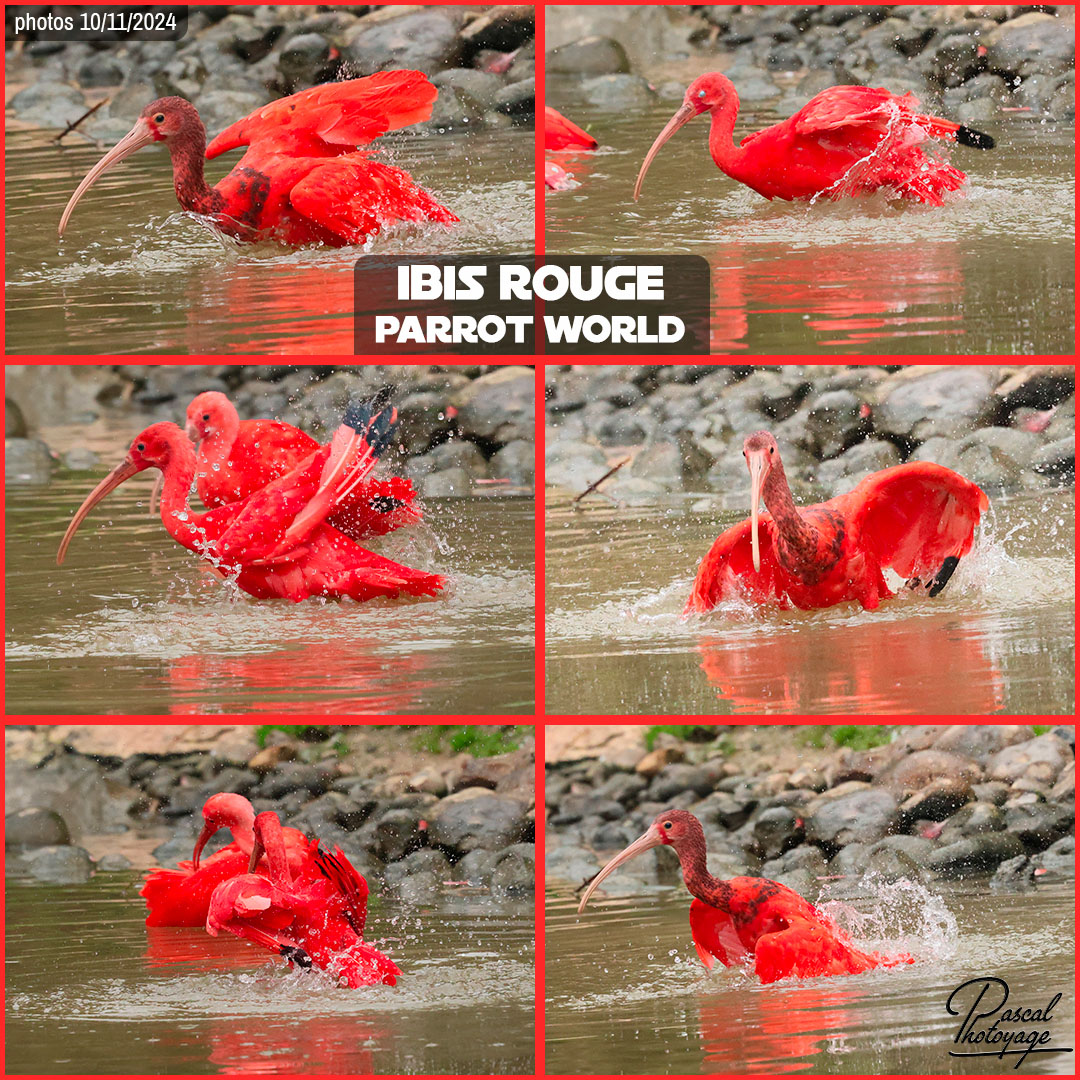 02586492_ibis_rouge_01_-_parrot_world_-_layout_71_1080x1080.jpg