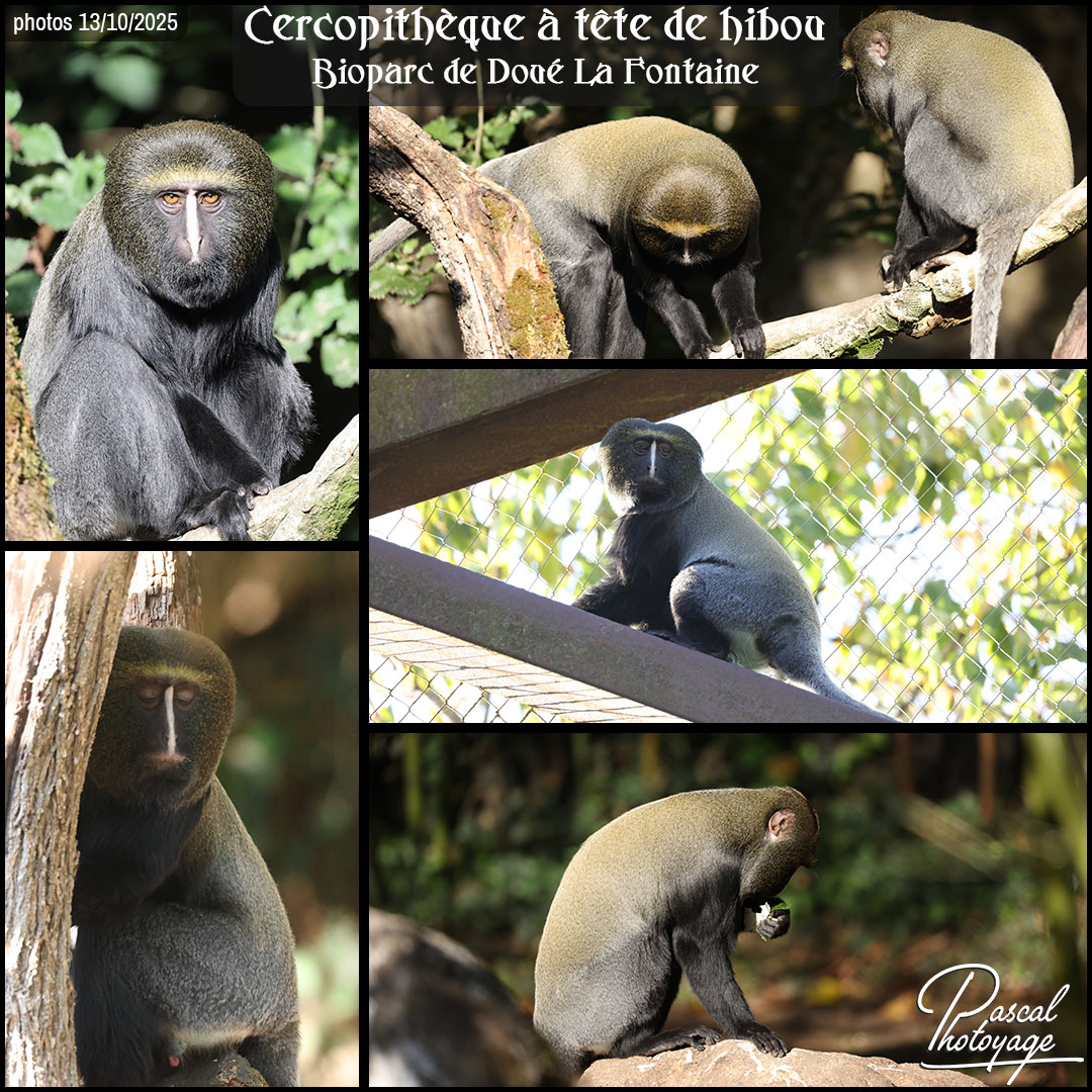 03646202_cercopitheque_a_tete_de_hibou_01_-_bioparc_de_doue_la_fontainre_-_layout_20.jpg