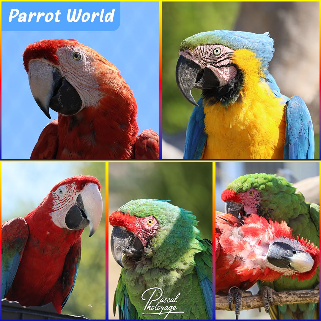 03801778_parrot_world_01_-_layout_21_1080x1080.jpg