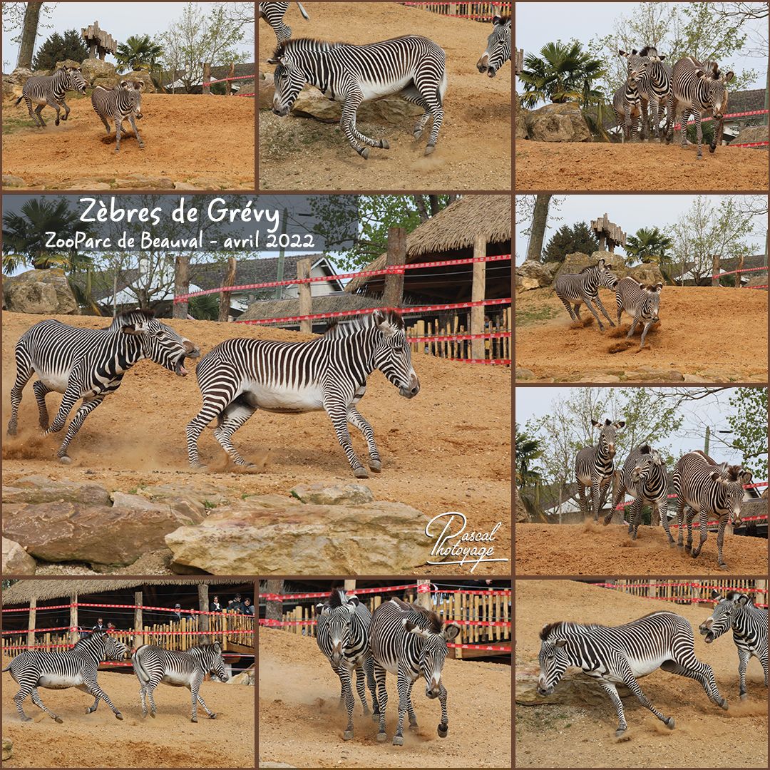 04995817_zebre_de_grevy_01_-_layout_46_1080x1080.jpg