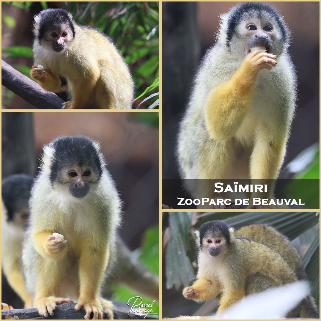 05017225_beauval_-_saimiri_01_-_layout_10_1080x1080.jpg