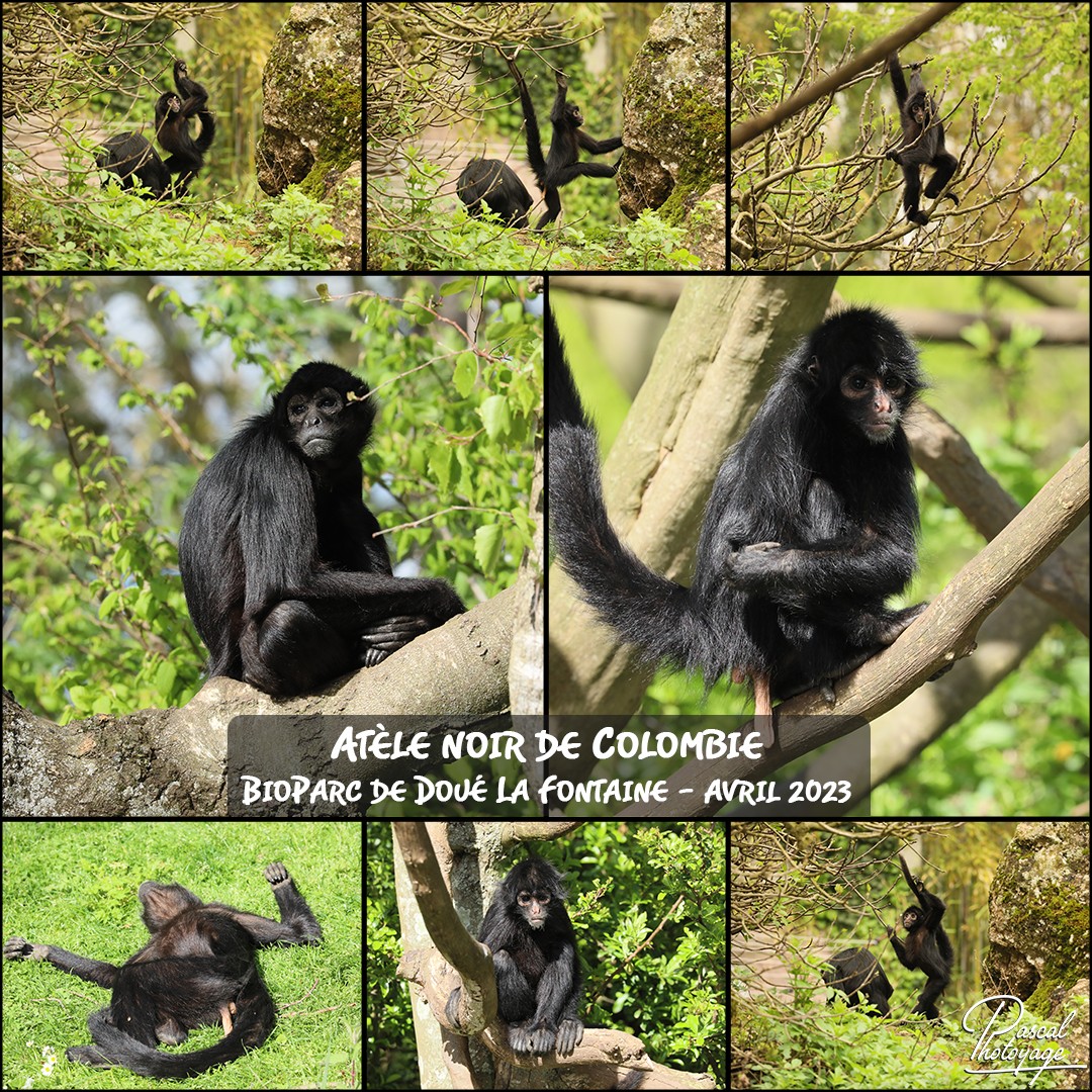 05031935_doue_la_fontaine_-_atele_noir_de_colombie_01_-_layout_34_1080x1080.jpg