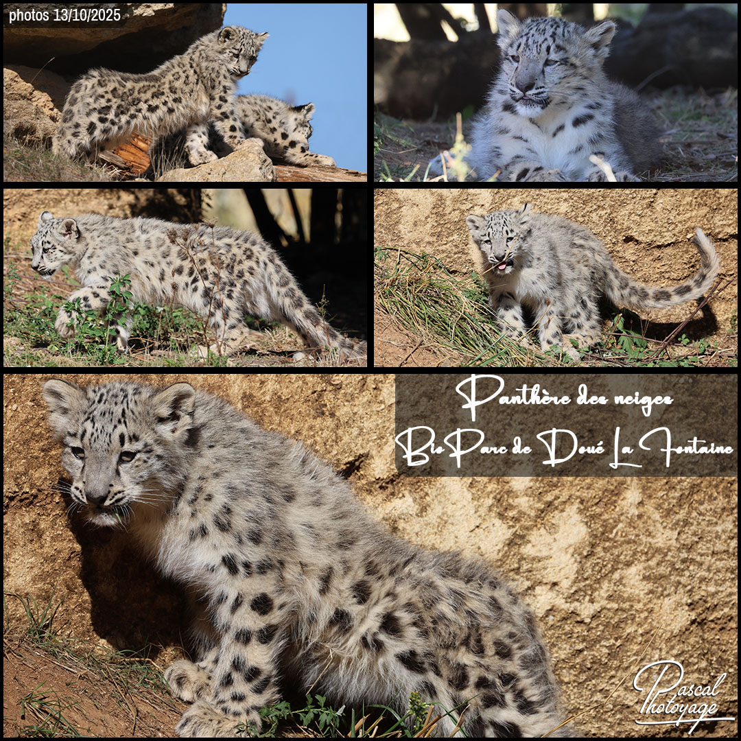 05584754_panthere_des_neiges_01_-_bioparc_de_doue_la_fontaine_-_layout_55.jpg