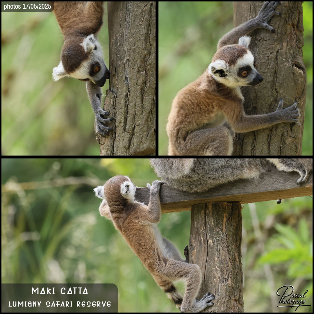 05714449_maki_catta_01_-_lumigny_safari_reserve_-_layout_59_1080x1080.jpg