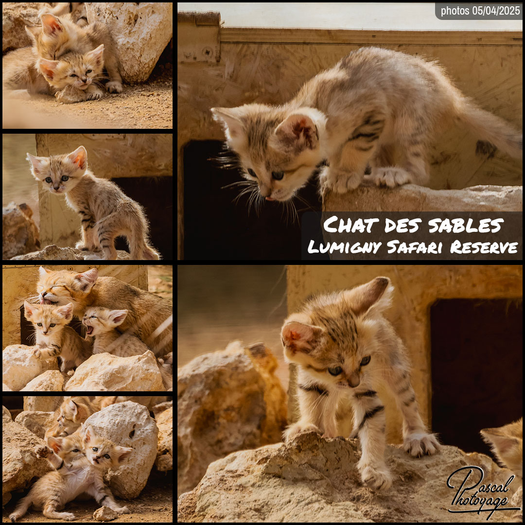 05962756_chat_des_sables_01_-_lumigny_safari_reserve_-_layout_65_1080x1080.jpg