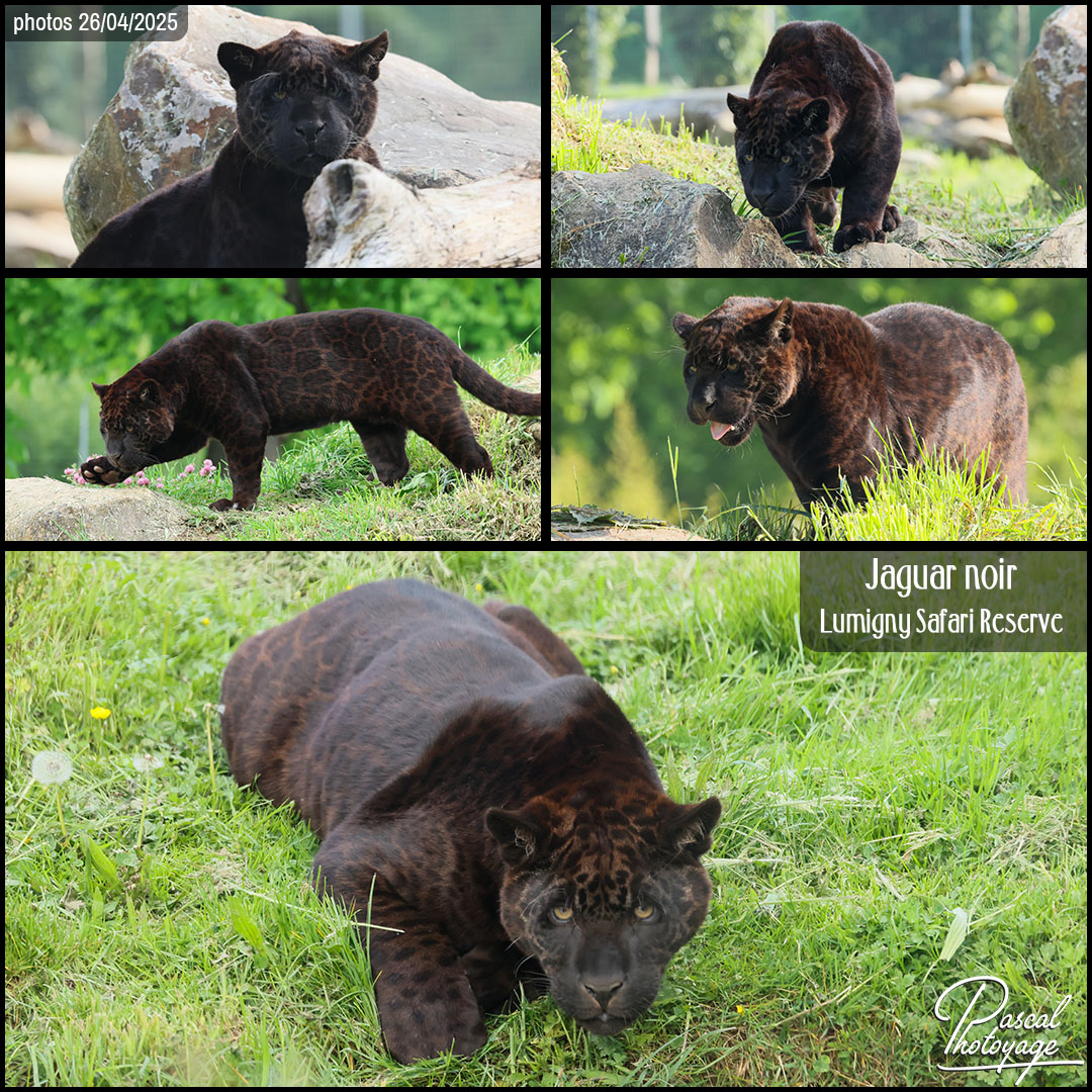 06758276_jaguar_noir_01_-_lumigny_safari_reserve_-_layout_55_1080x1080.jpg