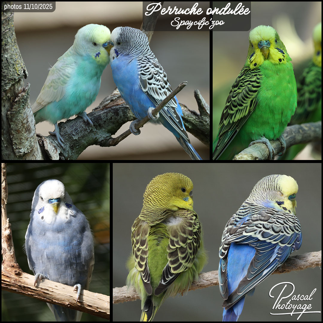 06779192_perruche_ondulee_01_-_spaycific_zoo_-_layout_08_1080x1080.jpg
