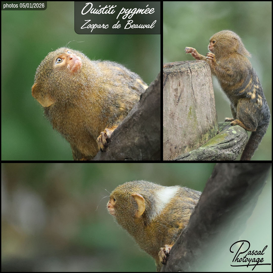06785668_ouistiti_pygmee_01_-_beauval_-_layout_01_1080x1080.jpg