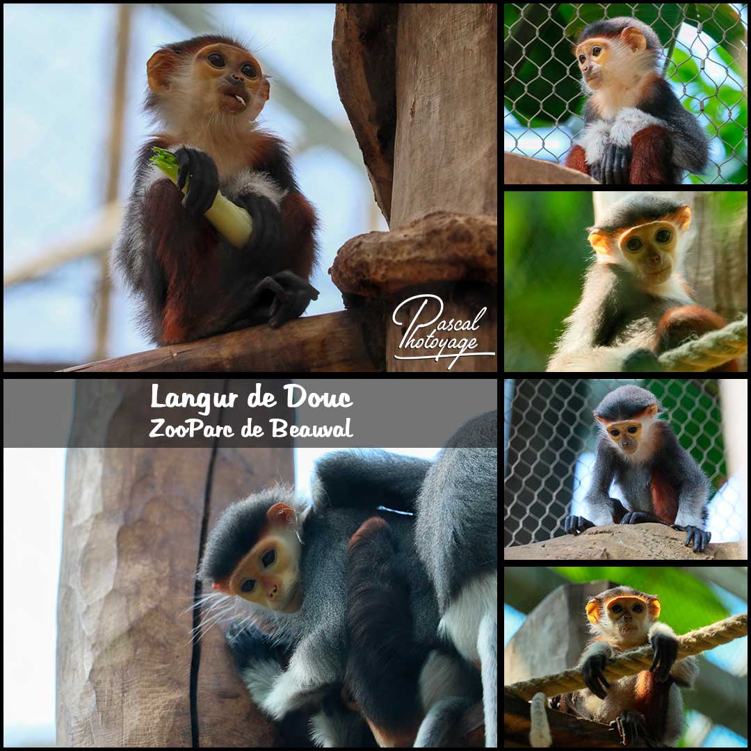 07225223_langur_de_douc_01-_zooparc_de_beauval_-_layout_64_1080x1080.jpg