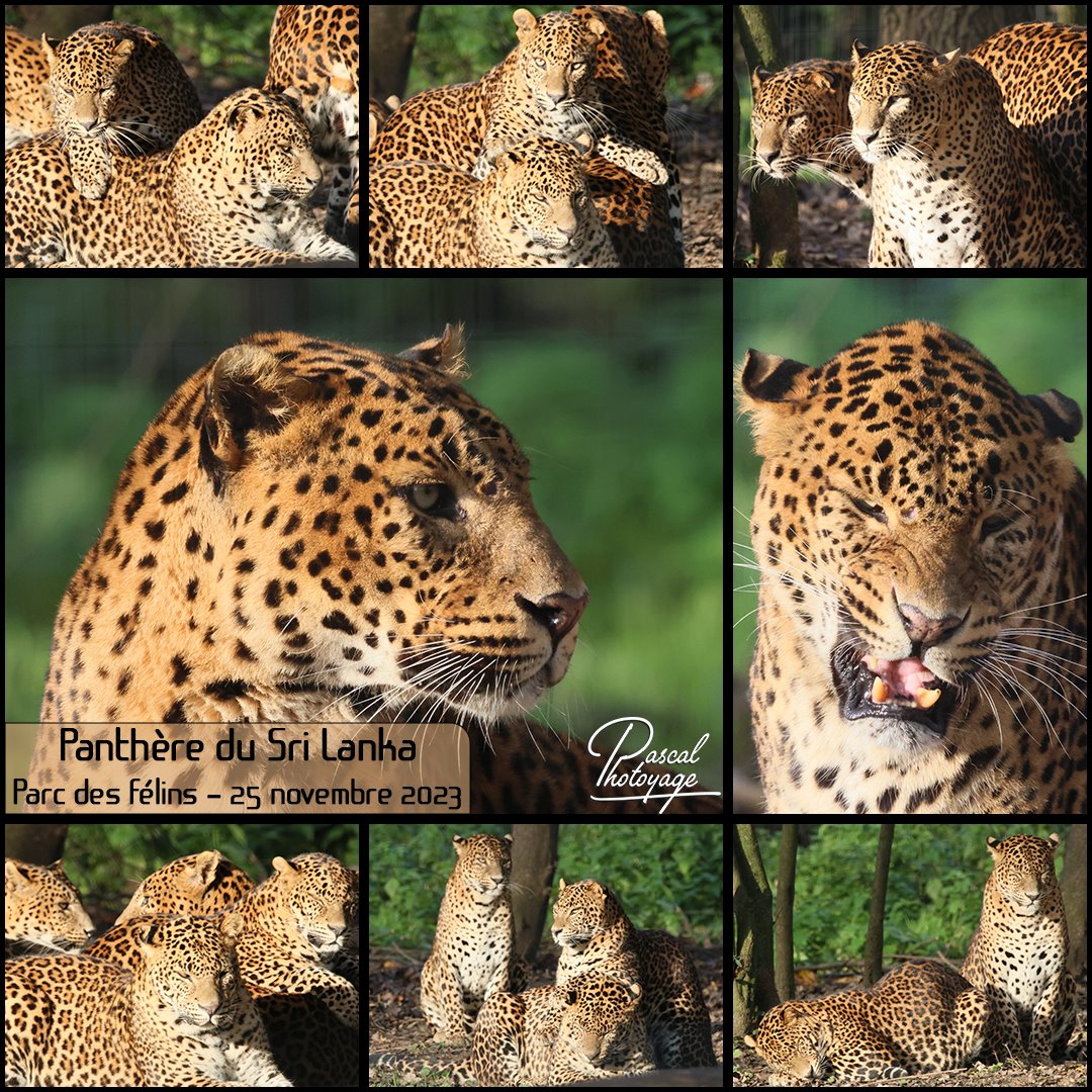 07813837_panthere_du_sri_lanka_-_parc_des_felins_-_layout_36_1080x1080.jpg