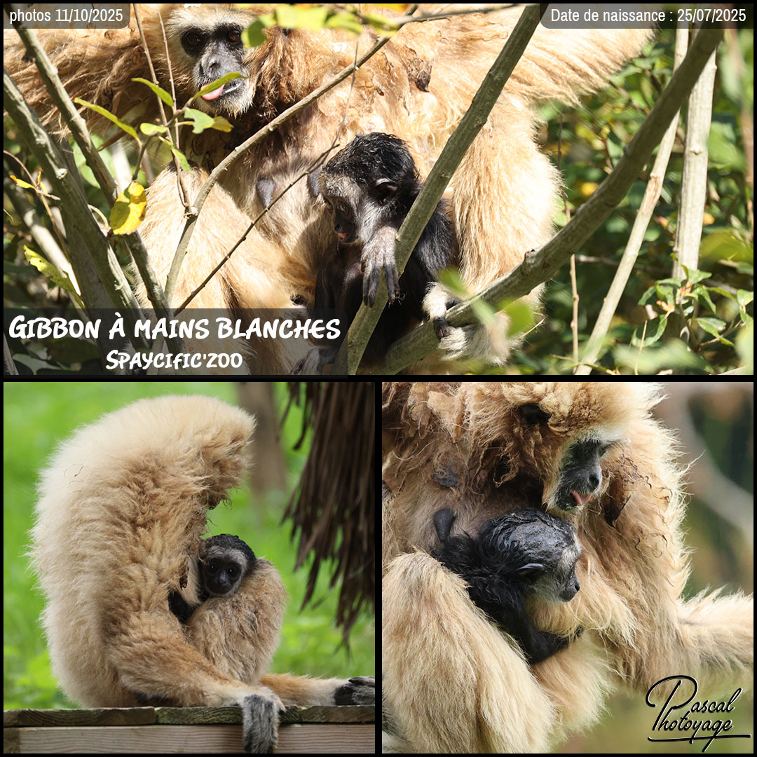 08129477_gibbon_a_mains_blanches_01_-_spaycific_zoo_-_layout_73_1080x1080.jpg