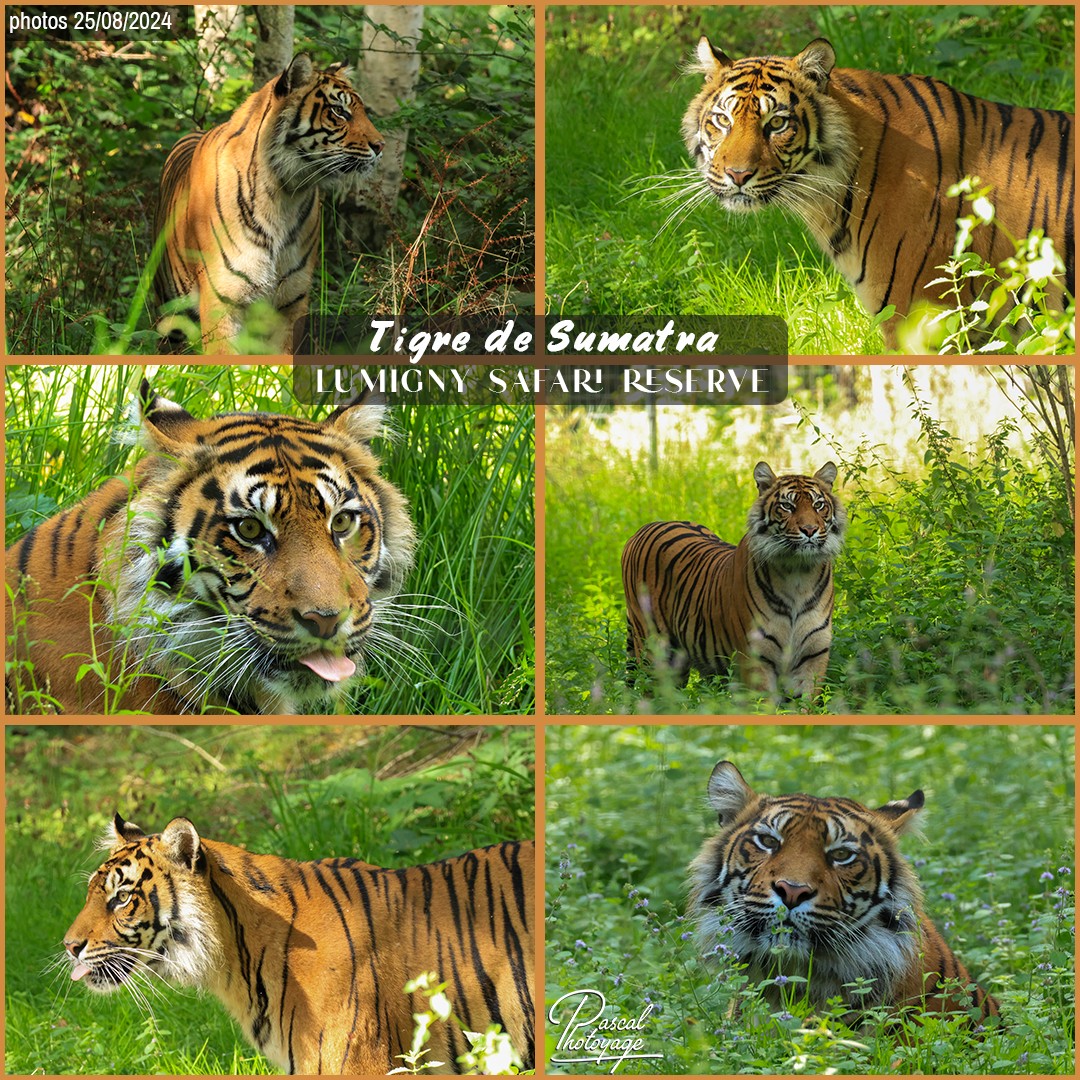 08280728_tigre_de_sumatra_01_-_lumigny_safari_reserve_-_layout_71_1080x1080_001.jpg
